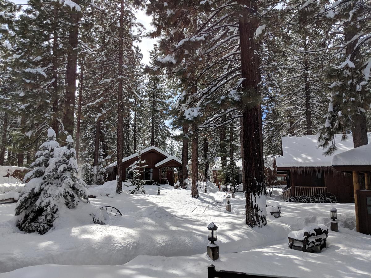 Black Bear South Lake Tahoe